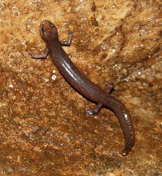 Ozark Blind Cave Salamander